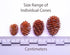 Generic 250+ Handpicked Alder Cones from Alaska - Natural Biofilm Source & Aquarium Botanical | Neocaridina Shrimp