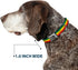 Buckle-Down Rasta Dog Collar - 1" Wide - Fits 15-26" Neck - Large Seatbelt Buckle