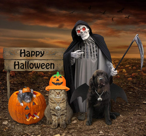 Rypet Dog Bat Costume - Halloween Pet Costume with Bat Wings for Party, M
