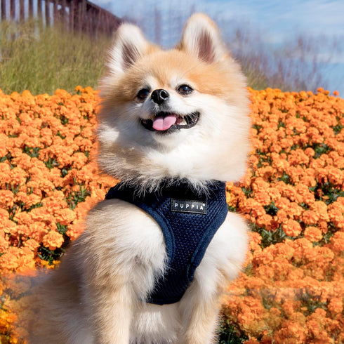 PUPPIA International PUAH305NYXL Soft Harness B Vest, X-Large, Navy
