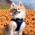 PUPPIA International PUAH305NYXXL Soft Harness B Vest, XX-Large, Navy