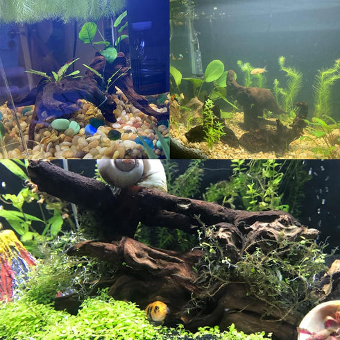 Tfwadmx Aquarium Driftwood Decorations Natural Wood Branches 6-10" Fish Tank Decor Assorted Size Trunk Reptile Habitat Terrarium Ornament(4 Pcs)