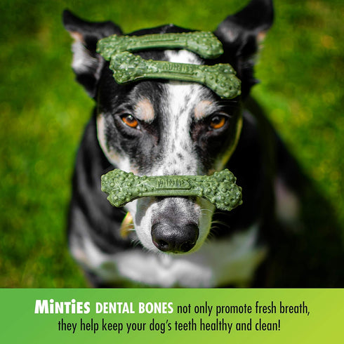 VetIQ Minties Dog Dental Bone Treats - Dental Chews for Tiny/Small Dogs under 40 lbs, 80 Treats