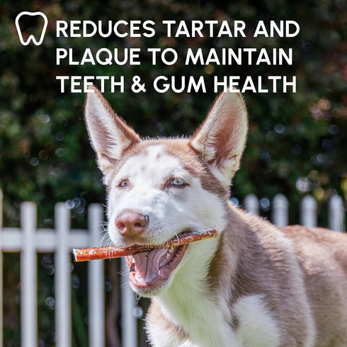 6 Inch (10 Pack) Downtown Pet Supply Bully Sticks for Dogs - Natural Beef Chews, Odor-Free & Rawhide-Free, Long Lasting