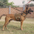 ICEFANG GN3 Tactical Dog Harness, XL (32"-40" Girth), Coyote Brown, 6X Buckle, No Pulling Front Clip