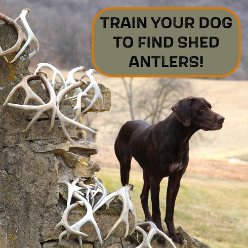 DogBone Shed Dog Training System, Hunting Dog Accessories, Training Kit, Scent Training Tools for Dogs