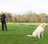 50ft Long Leash for Dogs, Heavy Duty Nylon for Training Recall/Commands at Distance, Ideal for Large & Small Breeds