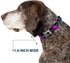 Dog Collar Seatbelt Buckle Harley Quinn Pow Aiming Poses Joker Black Turquoise Fuchsia 15 to 26 Inches