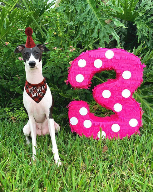 Dog Birthday Hat and Bandana Boy Set