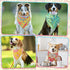 100 Sanwuta Pcs Paisley Dog Bandana Bulk Pet Triangle Scarf Bibs Bandanas for Dogs Washable Puppy Kerchief Adjustable