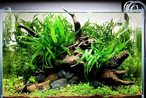 AquaLeaf Aquatics 1,000,000+ Java Fern Bare Root | Microsorum Pteropus - Low Light Freshwater Aquarium Plant - Plants