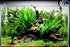 AquaLeaf Aquatics 1,000,000+ Java Fern Bare Root | Microsorum Pteropus - Low Light Freshwater Aquarium Plant - Plants