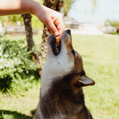 Loving Pets Natural Value Beef Sticks - Soft Jerky Dog Treats for Large & Small Breeds - Healthy Gluten, Wheat, Soy