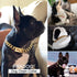 Gold Chain Dog Collar, Designer Cuban Link Chain Collar with Safety Design Buckle (19MM, 26")
