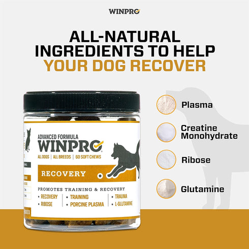 WINPRO Recovery Chews for Dogs | Plasma-Powered for Active Dogs | Immune System Support | 60 Count, Made in USA
