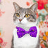 2 Pack Cat Collar with Bow Tie and Bell, Breakaway Starshine Collar for Male Female Cats (Black+Purple)