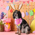 100 Kacctyen Pcs Easter Dog Bandanas Bulk Dog Adjustable Cute Washable Triangle Kerchief Scarf Bibs for Small to Medium