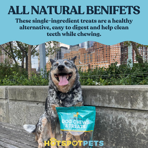 (12 Pack) 6 Inch hotspot pets Curly Spring Bully Sticks for Dogs - Premium All Natural Long Twisted Beef Pizzle Dog
