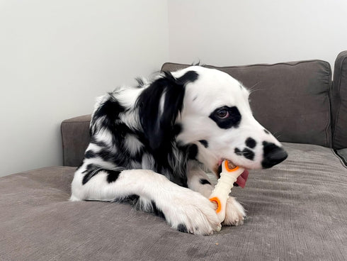 Nylabone Pop-in Dog Treat Toy Refills - All-Natural Dog Treats for Treat Dispensing Toys, Chicken Flavor