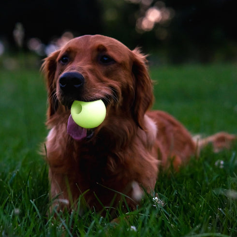 Chew King Glowing Fetch Ball, Dog Ball Toys, 2.5" Combo