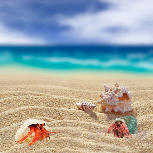 Hermit Crab Shell - Opening Size 0.6"-2", Medium to Large Growth Turbo Seashells for Aquarium Décor, Nautical