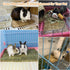 Chinchilla Hamiledyi Grass Mat for Rabbit Bunny Chew Toys Woven Bed Mat for Guinea Pig Squirrel Hamster Cat Dog