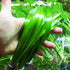 3-Bunch Giant Jungle Val | Tall Vallisneria Gigantea Freshwater Live Aquarium Plants Background Fish Tank Greenpro