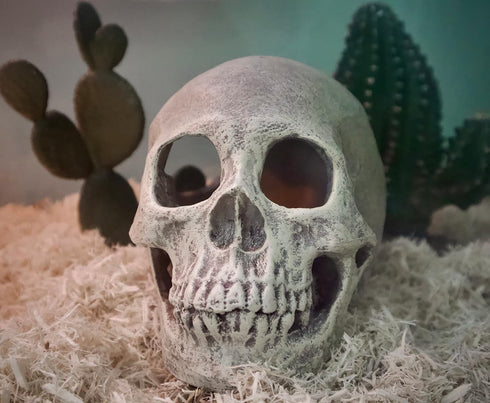 Komodo Realistic Full Human Skull Ornament for Reptile Terrarium or Aquarium Decoration, 4.3"x 7.2"x 4.1"
