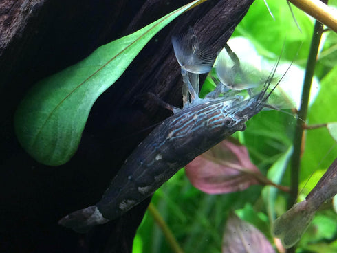2 Aquatic Arts Small Freshwater Bamboo Shrimp (Live Singapore Flower Shrimp) | Aquarium Filter Shrimp | Safe with Tetra