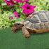 jojofuny Artificial Grass Turf, Aquatic Grass Lawn for Pet, Turtle Basking Ramp, Simulation Grass for Fish Tank Reptile
