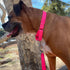 Country Brook Petz Martingale Dog Collar, Heavy-Duty Training Collar, Hot Pink, 1 Inch, Large