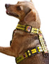 Dingo Dog Harness Do Not Pet Vest for Puppies, Dog in Training, Working Dog, Service Dog, Emotional Support Dog, Medium