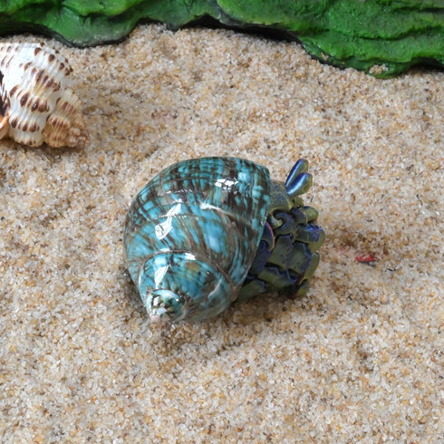 2pcs 1", (2pcs Medium Hermit Crab Shells, M Size Opening Natural Sea Conch, Turbo Seashells for Hermit Crab Supplies