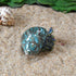 2pcs 1", (2pcs Medium Hermit Crab Shells, M Size Opening Natural Sea Conch, Turbo Seashells for Hermit Crab Supplies