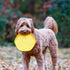 Hive Frisbee for Dogs - Dog Disc for Fetch - Floats in Water - Includes Lick Mat on Back - Made in The USA