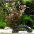 Mipcase Fish Tank Bridge Decor, Underwater Bridge Adorn for Aquarium Decoration, Botanical Reptile Decor