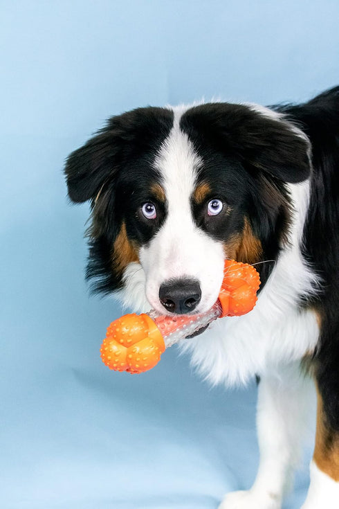 Nylabone Strong Chew Sneaky Snacker Treat Toy for Dogs, Interactive Bacon Flavor, Large/Giant (1 Count)