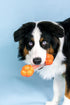 Nylabone Strong Chew Sneaky Snacker Treat Toy for Dogs, Interactive Bacon Flavor, Large/Giant (1 Count)