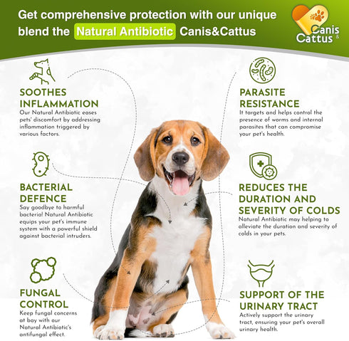 Antibiotics for Dogs | Cat Antibiotic | Pet Antibiotic | Natural Antibiotics for Cats | Dog Antibiotic | Natural Antibiotic for Dogs | Antibiotic for Cats | 2 Oz