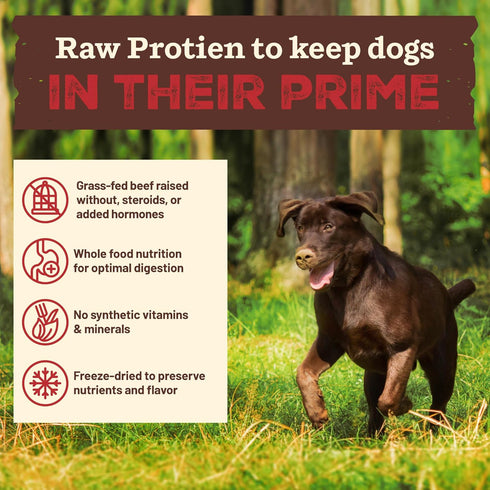 1.5 lb Primal Kibble in The Raw, Freeze Dried Dog Food, Beef, Scoop & Serve, Made with Raw Protein, Whole Ingredient