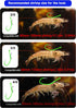 10/40 Packs Luminous Shrimp Hooks Saltwater Fishing Hooks - Premium Carbon Steel Barbed Corrosion Resistant for Big