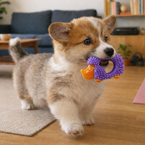 5" 3.5" 1" Cutie Chewies Hedgehog Dental Dog Chew Toy Multi-Textured, Massages Gums, Floats & Bounces for Teething