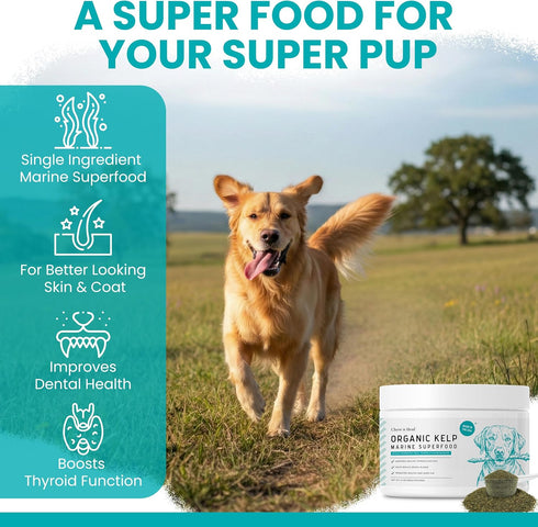 4 oz Immune, 5cc Sea Kelp Powder for Dogs - Thyroid, Dental & Plaque Support, Skin & Coat - Chew + Heal Labs
