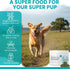 4 oz Immune, 5cc Sea Kelp Powder for Dogs - Thyroid, Dental & Plaque Support, Skin & Coat - Chew + Heal Labs