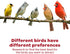 Kaytee Gourmet Bird Bar, 12-Ounce