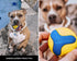 Chew Ring & Fetch Ball Combo for Aggressive Chewers | Heavy-Duty, Ultra-Durable Natural Rubber Toys for Medium to Large