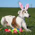 Easter Dog Collar with Egg Rabbit Design, Adjustable for Medium Dogs, Safety Metal Buckle for Small Large Boys & Girls