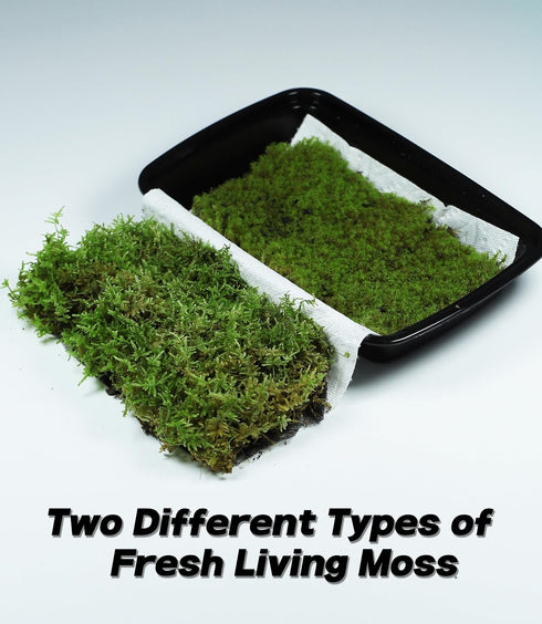 Generic Pack 2 Live Moss Duo Varieties Mixed Moss for Reptile Terrariums, Amphibian Habitats, Bonsai, Vivariums