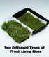 Generic Pack 2 Live Moss Duo Varieties Mixed Moss for Reptile Terrariums, Amphibian Habitats, Bonsai, Vivariums