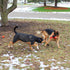 Jalousie Multipack Dog Squeaky Toys, Strong Almost Indestructible Chew Toys (5 Pack Tough)